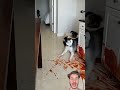 Cute Cat And Dog Dog Pets Funny Cute Gadgests Amazing Cuteanimal Satisfying Memes Home Cute Cat And Dog Dog Pets Funny Cute Gadgests Amazing Cuteanimal Satisfying Memes Home