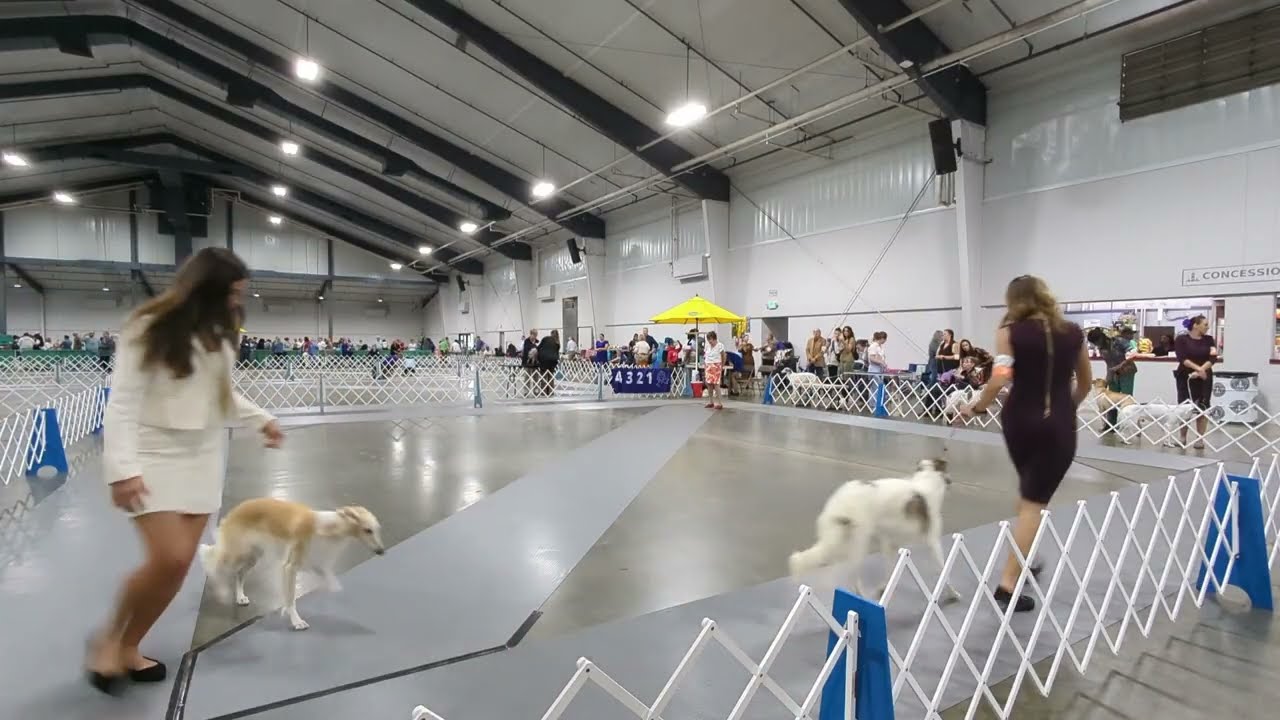 UKC Dog Show Explained - Silken Windhounds in Perry, Georgia