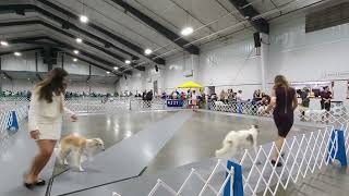 UKC Dog Show Explained - Silken Windhounds in Perry, Georgia