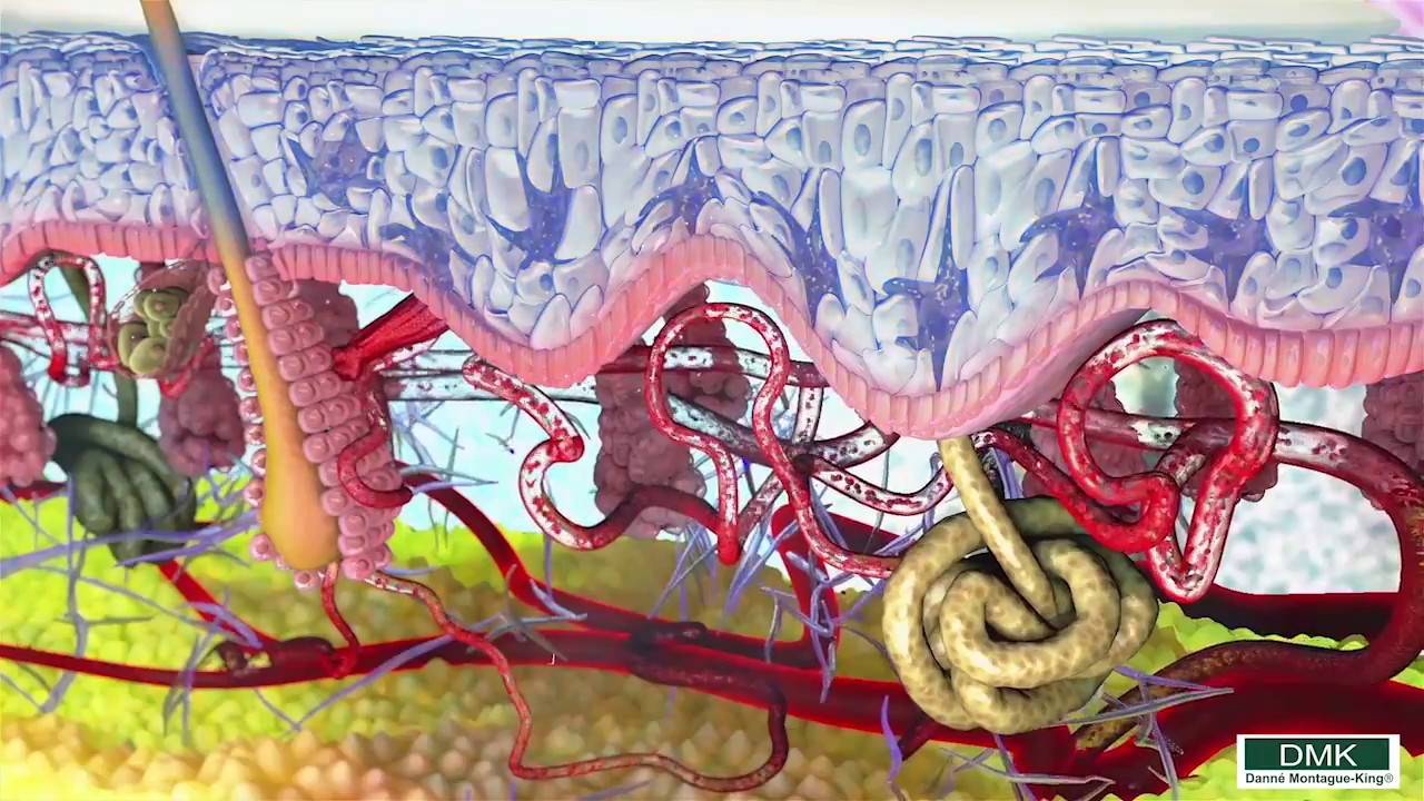 The Science behind DMK's world renowned signature treatment – Enzyme Therapy