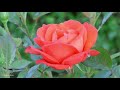 Последняя летняя роза (муз.композиция)