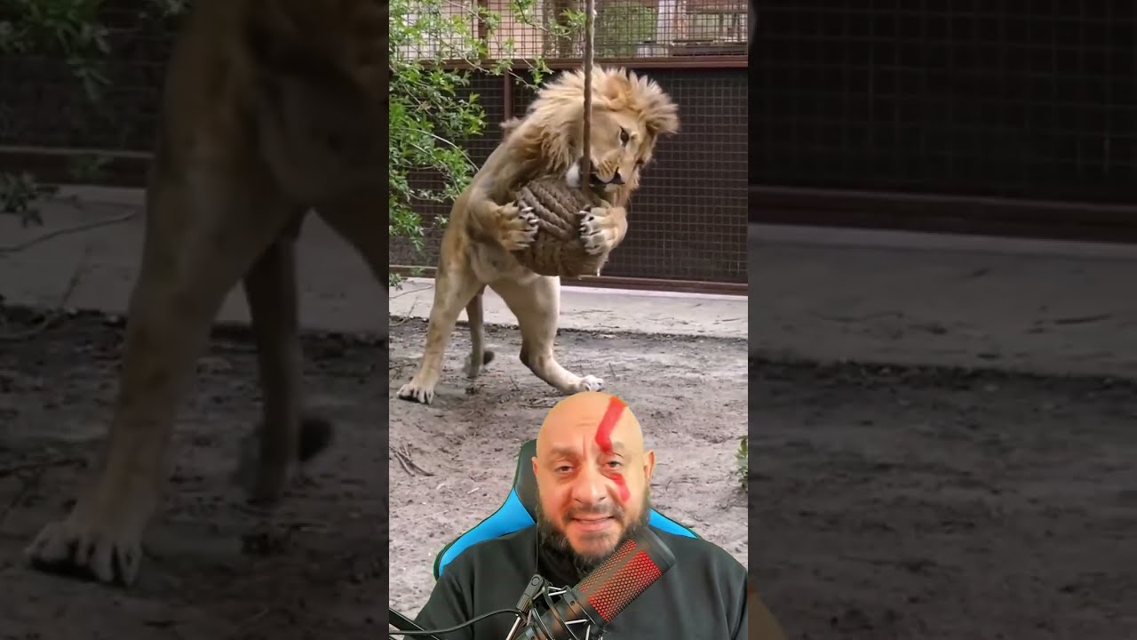 Leão brinca com bolinha e tigre com caixa de papelão