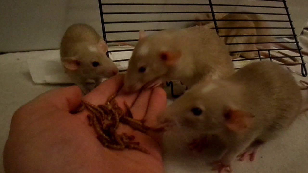 Pet rats eating mealworms YouTube