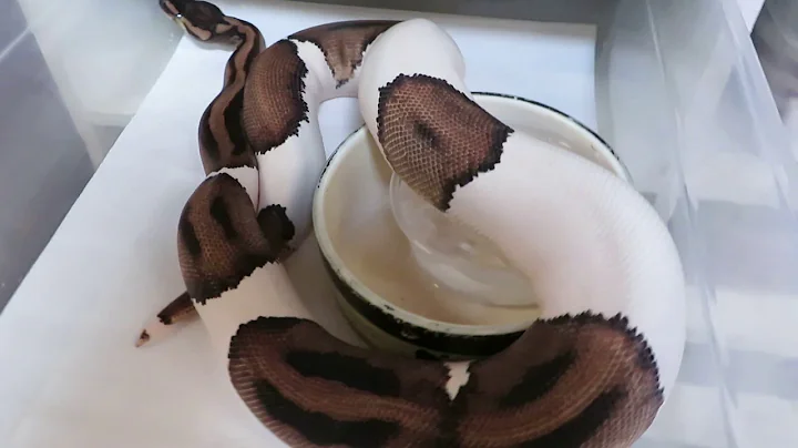 Brian Gundy Talks About Selective Breeding Pied Ball Pythons