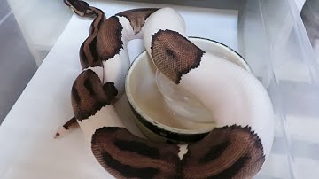 Brian Gundy Talks About Selective Breeding Pied Ball Pythons