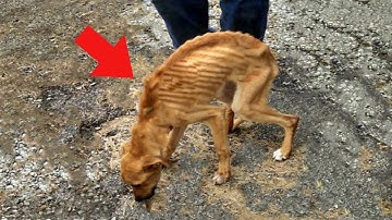 When a Woman Abandoned This Dog in the Trash, She Was Curious About What the Garbage Man Would Do