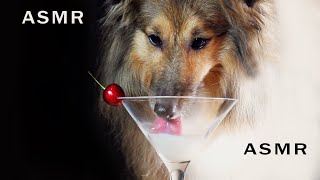 ASMR Drinking sounds Compilation Shetland Sheepdog Satisfying No talking