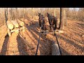 Skidding and cross hauling logs with mules