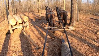 Skidding and cross hauling logs with mules