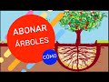 ABONAR MIS ÁRBOLES, CÓMO, CUÁNTO Y CUÁNDO