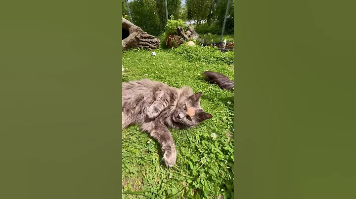 Video 11819791: mainecoon cat funnycats cutecats, mainecoon catlife