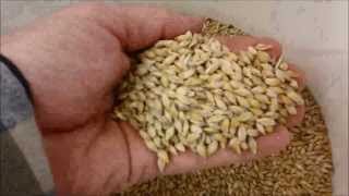 Barley to Beer (in 100 seconds)