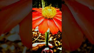 How to Edit Photos with Flower Mobile & Lightroom & Get the Perfect Color Grade screenshot 2
