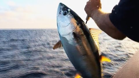Lighting Up Socal Yellowfin on the Searcher