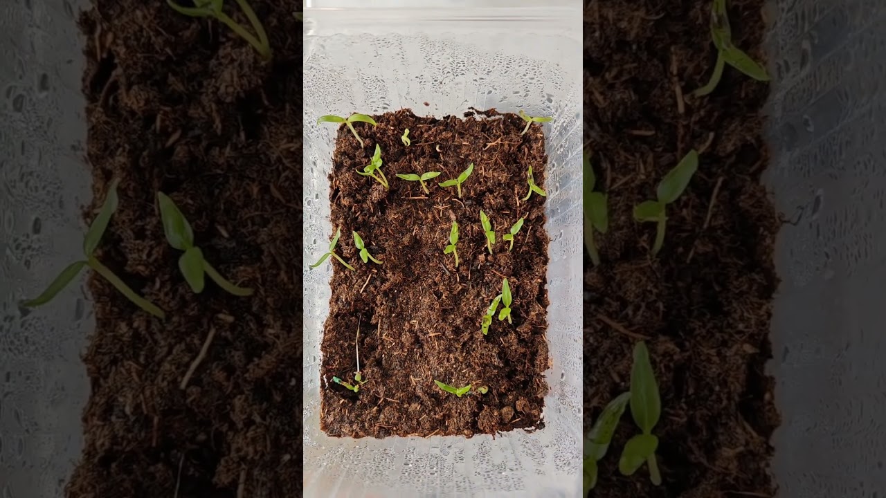 Провожу эксперимент с профессиональными семенами перцев