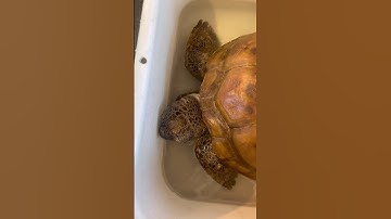 Blowing Bubbles in the Bath! 🛁 🐢 - Gus the Gopher Tortoise #Shorts 5