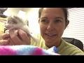 How to Tube Feed a Kitten | American Pets Alive!