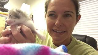 How to Tube Feed a Kitten | American Pets Alive!