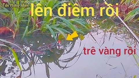 Câu Cá Rô Đồng/mùa nước nổi,giật cá run tay bừng bựt,trê vàng,cá rô mề#tanhungmientay #cauca