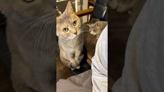 撫でられ待ち #モアクリ