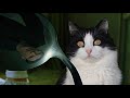 Meowtrix  the matrix with my cat  meowdrama