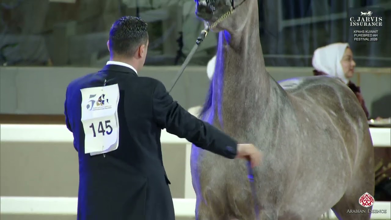 KPAHS Kuwait Purebred AH Festival 2026   Class SMC
