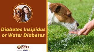 Http://healthypets.mercola.com/sites/healthypets/archive/2012/12/24/diabetes-insipidus.aspx
dr. karen becker, a proactive and integrative wellness veterinari...
