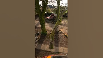 Dead Beech log rigs #treework #chainsaw #rigging #arborist