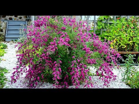 Video: Krasivoplodnik - ornamental shrub (photo)