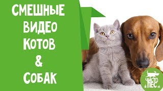 Смешные видео про котов и собак .Попробуй не засмеятся