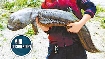 Chinese giant salamander (mini documentary)