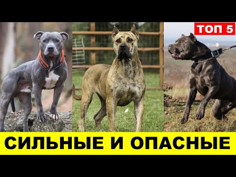 МОЩНЫЕ И БЕЗЖАЛОСТНЫЕ: Бойцовские собаки ТОП 5