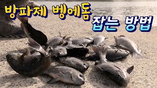 [통영로기]367회 방파제 벵에돔 낚시방법 무료나눔 합니다 (현장 설명/ 입질장면 다수 포함)