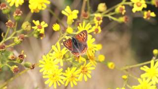 Small Copper Butterfly