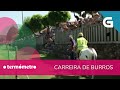 BURROS: símbolo do RURAL GALEGO 🫏🏃‍♂️ Carreira tradicional en O Saviñao