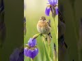 Small birds with Beautiful flowers 💐 😍 💕 #birds #forest #flowers #nature