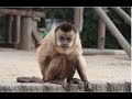 フサオマキザルの表情って・・・　Tufted Capuchin 360° Video