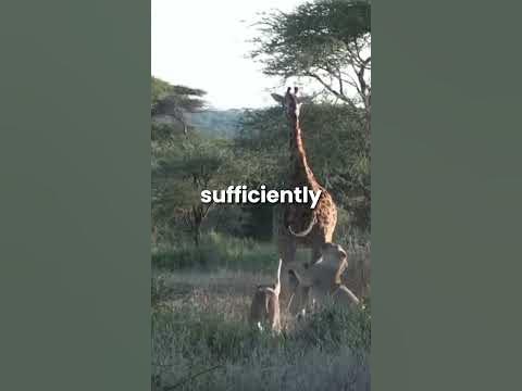 Lions take down giraffe when its eating #animals #viral #giraffe #lion