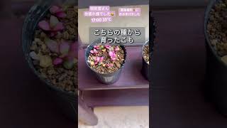 【多肉植物】桜吹雪さんの最後の一本！タネが取れました?風があるので軽くお水あげ終了です? 多肉植物 多肉植物初心者 ガーデニング 園芸 植物 タニパト stones shorts