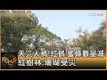 天災人禍!紅鶴.蜜蜂數量減 紅樹林.珊瑚受災｜方念華｜FOCUS全球新聞 20240522 @TVBSNEWS01