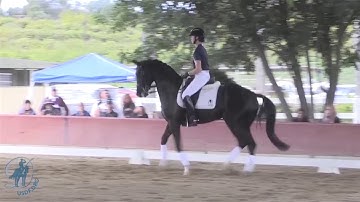Collecting the Canter with Stephen Clarke