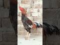Rooster Crowing Compilation plus #rooster #murga