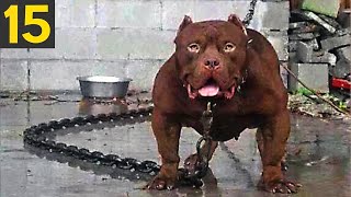 15 Most Dangerous Dog Breeds in the World