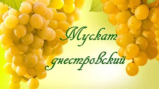 Мускат днестровский