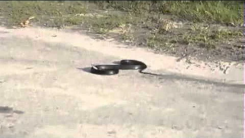 snake biting itself  a surprising situation, 've never seen