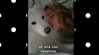 Diario samoyedo 🥰