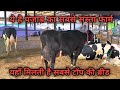 20 से 30 लीटर दूध की 8 गाय बिकाऊ। साथ में लोडिंग की फुल डिटेल। 8 cows for sale at low prices.