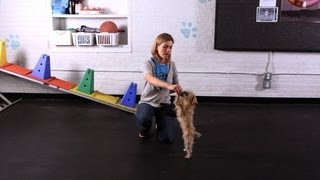 How to Teach Your Dog to Dance | Dog Tricks screenshot 4