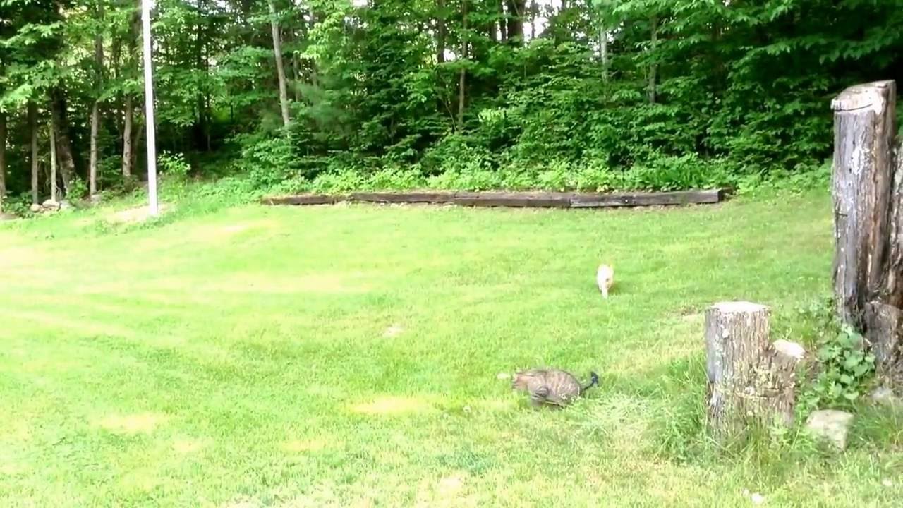 Turkey running from terrifying kitten