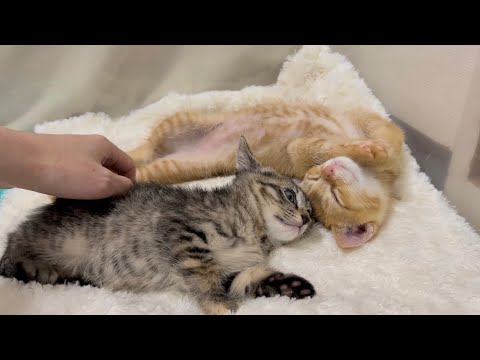 不調が治った日にきた、細くて綺麗な猫目ルチルたん！ 不調が治った日にきた、細くて綺麗な猫目ルチルたん！ This